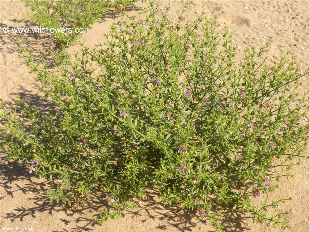 Fagonia arabica